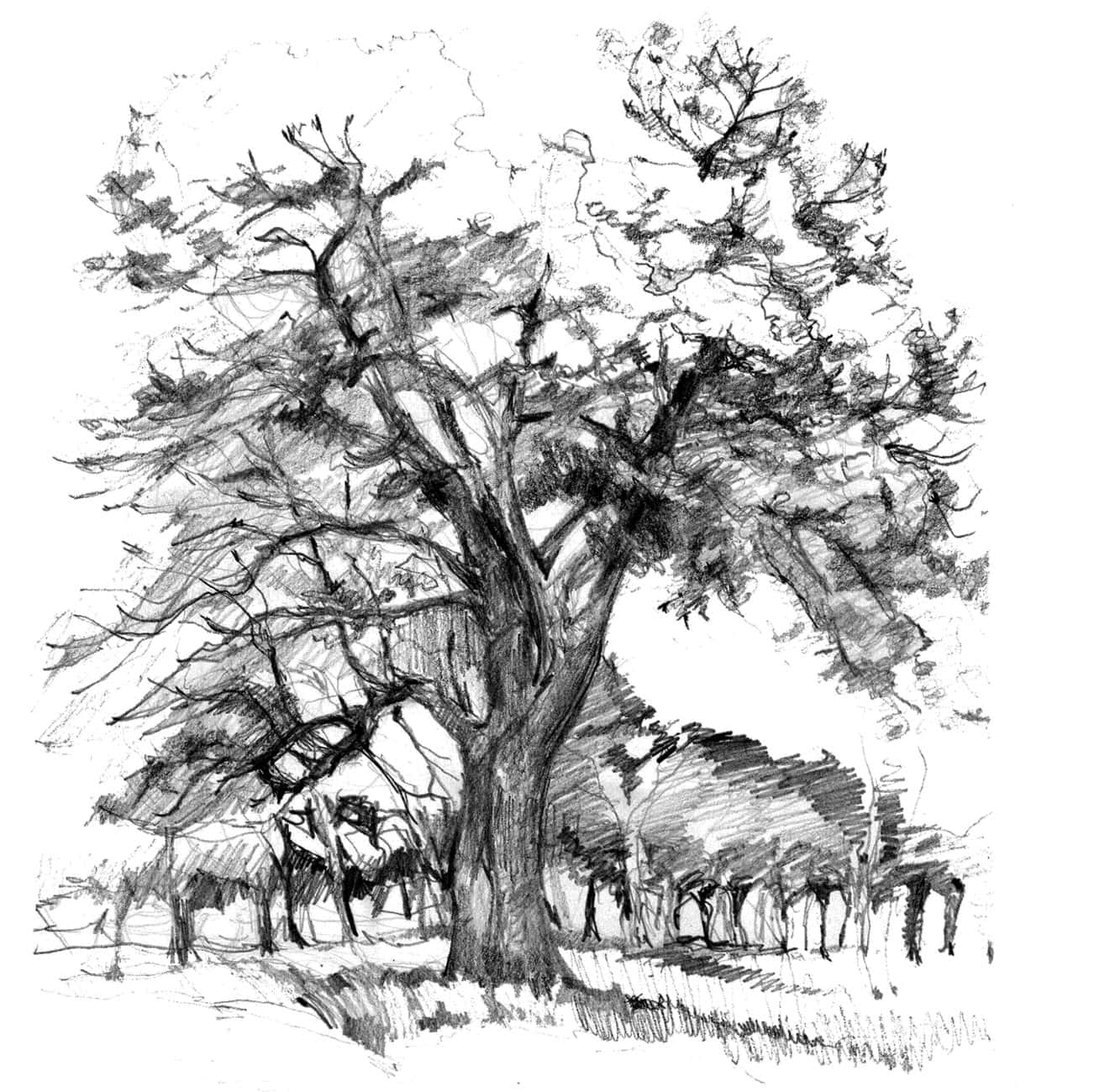 Artistic black and white sketch of a large tree with sprawling branches.