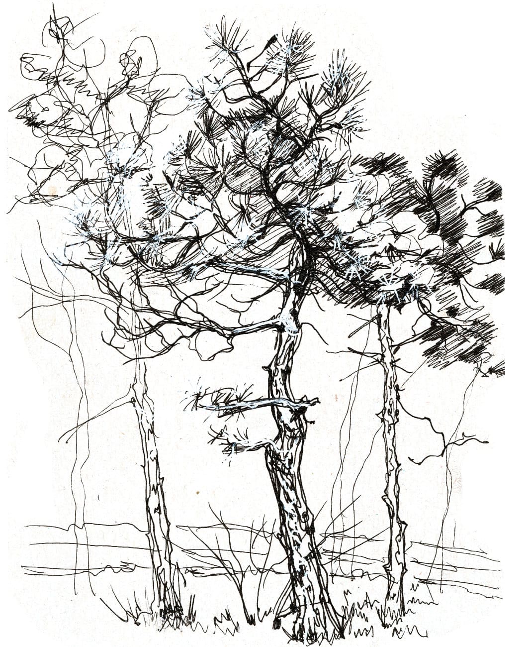 Artistic sketch of trees emphasizing nature and sustainability.
